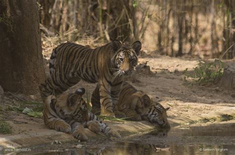 Tigers Of Bandhavgarh Bamera Junior T Toehold Travel Photography