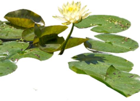 Water Lilies Png 640x480 Png Download