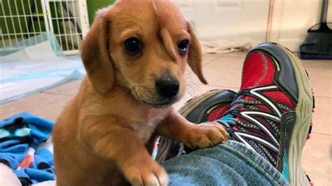 Perro Unicornio Cachorro Nace Con Una Cola En La Frente