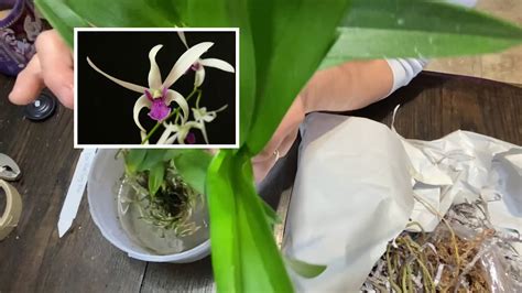 Unboxing Seattle Orchid And A T From Olympic Orchids Lets Pot