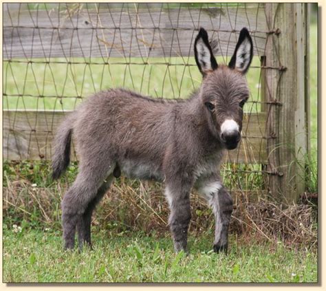 Miniature Donkey Newborns Miniature Donkey Babies Born In 2021 At Haa