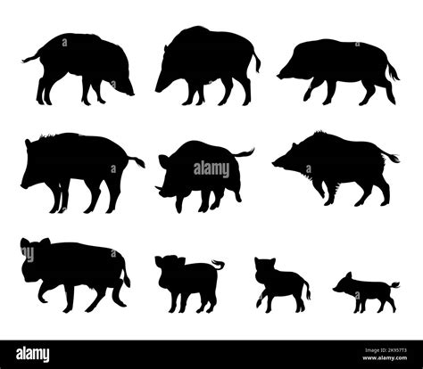 Pig Illustration Black And White Stock Photos And Images Alamy