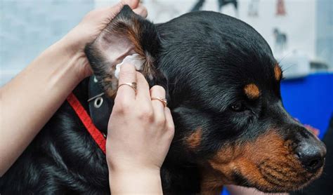 Here are some tips on how to clean your ears: How to Make Homemade Dog Ear Cleaner