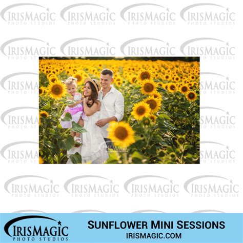 Sunflower Mini Sessions Irismagic Photo Studios