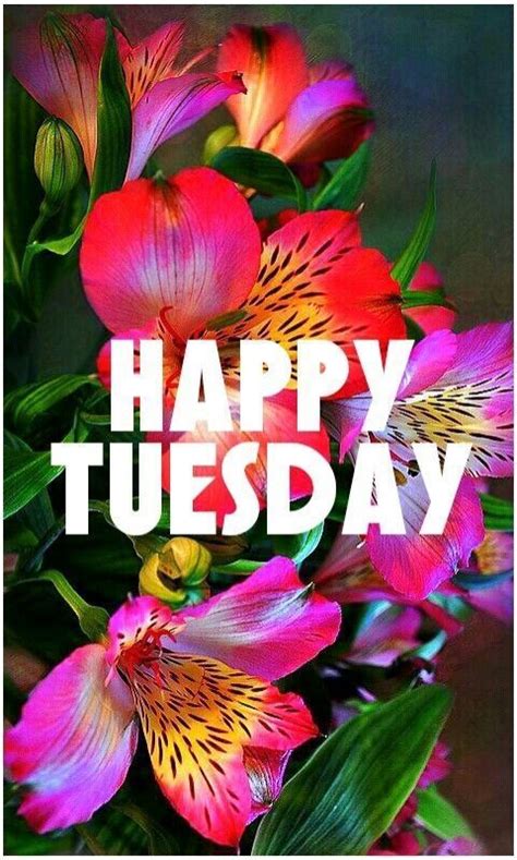 happy tuesday happy tuesday morning happy tuesday quotes happy tuesday pictures