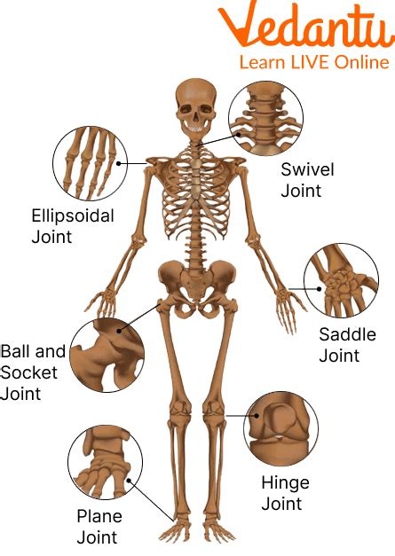 Joints In The Human Body Types Structure And Faqs