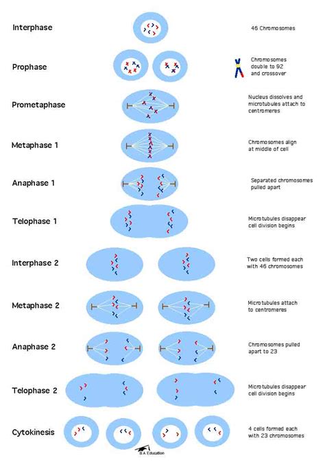In this stage, the nuclear membrane disappears completely. SeventhScience / Cell Cycle - Meiosis
