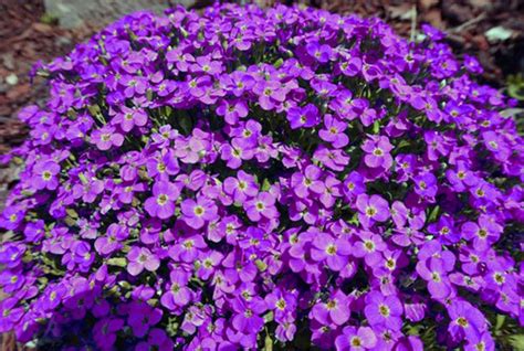 150 Rock Cress Seeds Aubrieta Cascading Purple Flowers Etsy