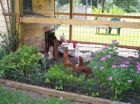 our garden shed chicken coop backyard chickens