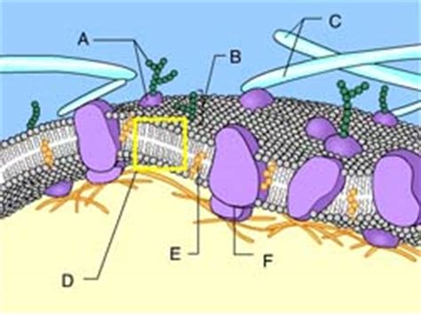 Check spelling or type a new query. Membrane Structure | Mastering Biology Quiz