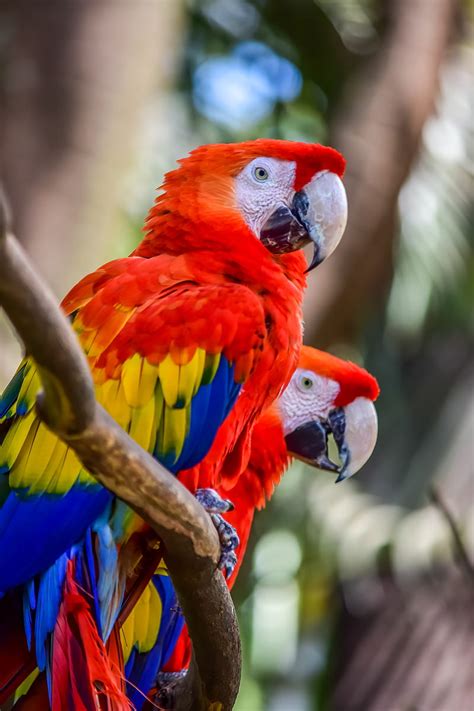 Macaw Parrots Birds Colorful Wildlife Hd Phone Wallpaper Peakpx