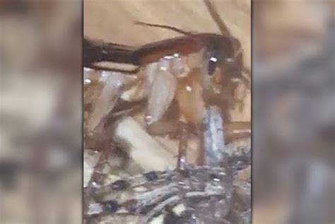 They don't seem to have any problem with successfully killing prey that is smaller than they are. Owner watches in horror as pet is eaten by MASSIVE ...