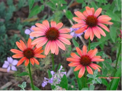 Defining Your Home, Garden and Travel: June 2010