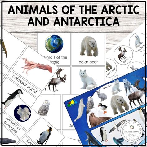 Animals Of The Arctic And Antarctica 3 Part Cards Sorting Cards Poster