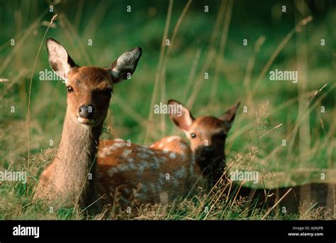 Juvenile Sika Hi Res Stock Photography And Images Alamy