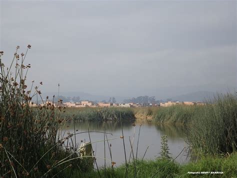 Pico y placa soacha 14 de junio. Vuelven las aves migratorias a los humedales de Soacha ...