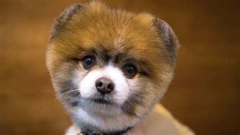 The dog breeds that always look like puppies