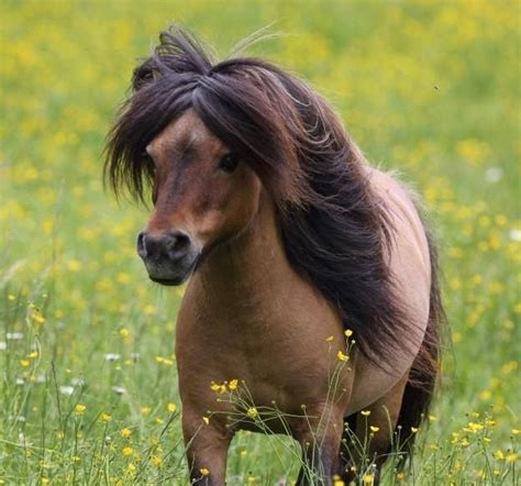 pretty pony, such a sweet face | Mini pony, Mini horse, Pony