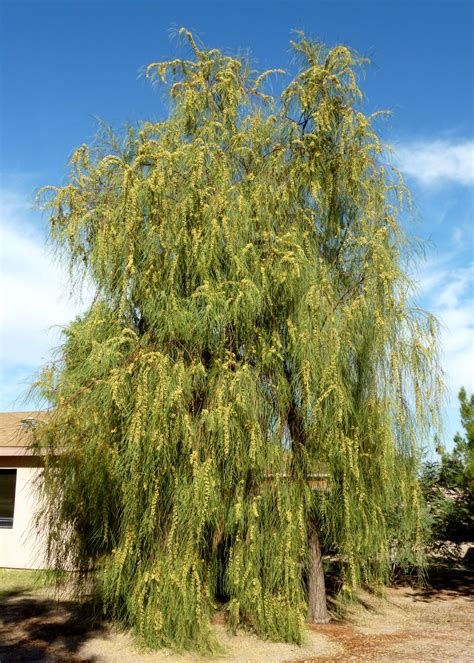 Plant database entry for shoestring acacia (acacia stenophylla) with 7 images and 30 data details. Propagation: From scarified (95% sulfuric acid best) seed ...