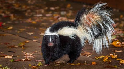 A small, black and white north american animal that makes a strong, unpleasant smell as a…. Deter Skunks With These 7 Reliable Steps | Survival Life