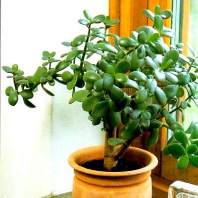 We did not find results for: Money tree (Crassula ovata) - Indoor House Plants