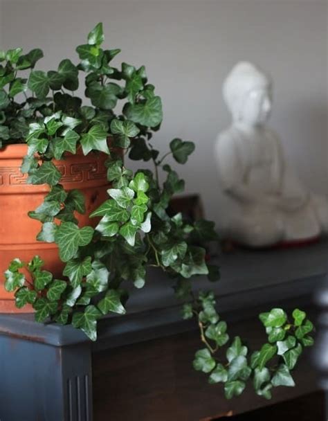 Common Houseplants 9 Classics And New Favorites Houseplant Central