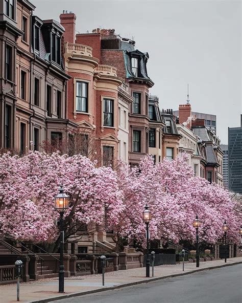 The Streets Of Boston Are Lined With The Most Beautiful Spring Flowers