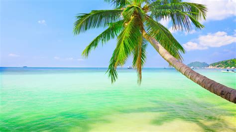 Wallpaper Sea Beach Coast Palm Trees Island Lagoon Jungle Caribbean Vacation Tree