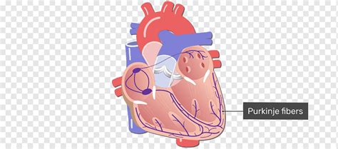 Sistema De Conducción Eléctrica Del Corazón Sistema Circulatorio