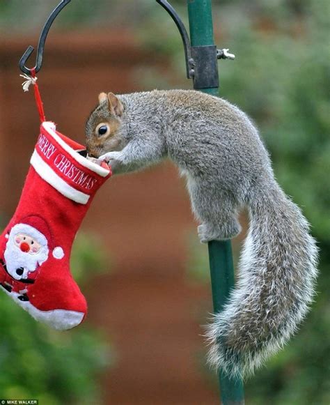 Pin By Michele Cleaves On Christmas Squirrel Squirrel Funny