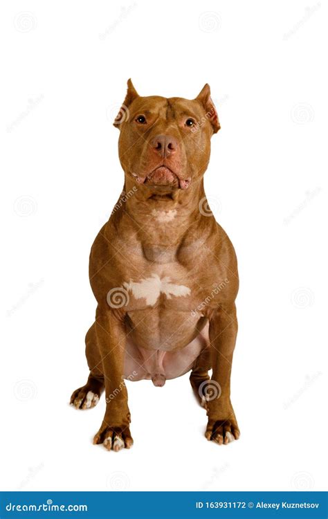Purebred American Pit Bull Terrier Dog Sitting Over White Stock Photo