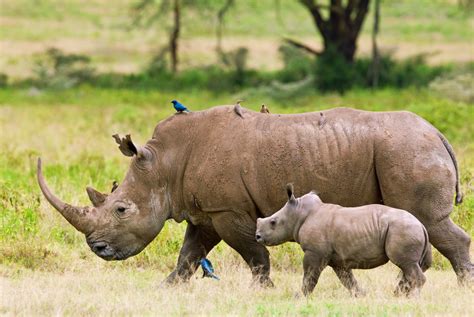 In our july/august issue, we debunked six of the biggest myths about going on. Kenia: Grosse Kenia-Safari ab Nairobi bis Mombasa
