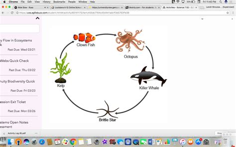 Food chains differ from food webs in that they are showing a single line of feeding relationships. 35 Ocean Food Web Diagram - Wiring Diagram List
