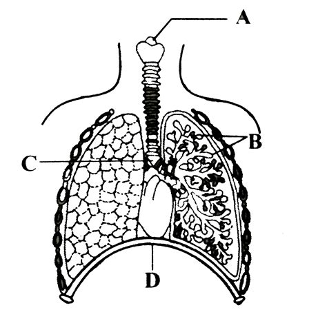 Human Respiratory System Diagram Black And White
