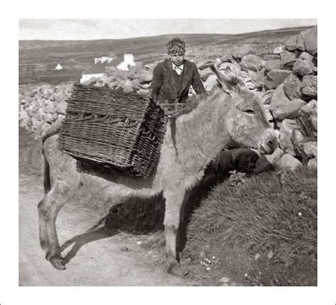 The animals may also have been a mascot for the roman soldiers, the study says. Flickr: The Beasts of Burden Pool