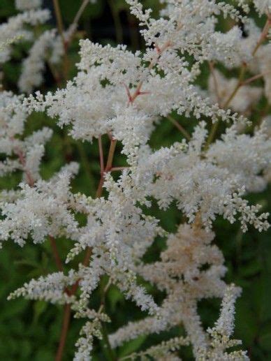 'deutschland' _ 'deutschland' is a perennial with feathery foliage, which unfurls in spring, followed in late summer with plumes of white flowers. Astilbe 'Deutschland' - Pluimsprirea | De Tuinen van Appeltern | Astilbe, Tuin, Planten