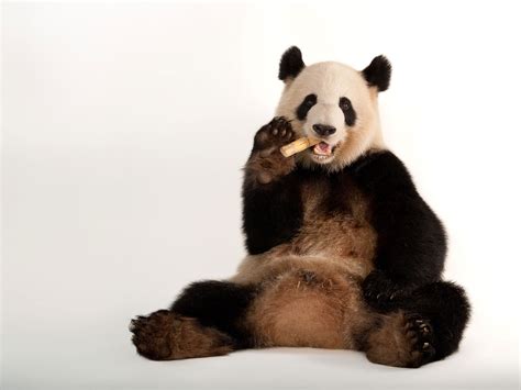 Top 155 Giant Panda Endangered Animals