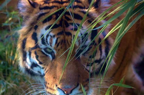 Wallpaper London Grass Tiger Wildlife Canon Big