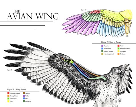 Avian Wing Anatomy By Atethirteen On Deviantart Wing Anatomy Wings