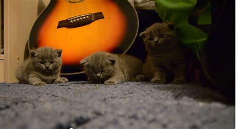 He Thought His Kittens Wanted to Play, But the Opposite ...