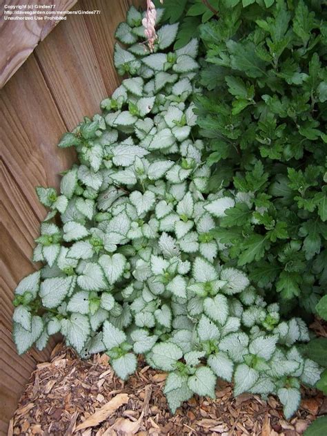Incidentally, this plant will do okay in partial shade, though it won't produce as many flowers as it will in full sun. Dead nettle. Perennial groundcover. Zones 3 - 9. Full sun ...
