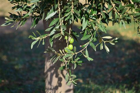 Free Picture Food Branch Leaf Olive Tree Nature Flora Plant Outdoor