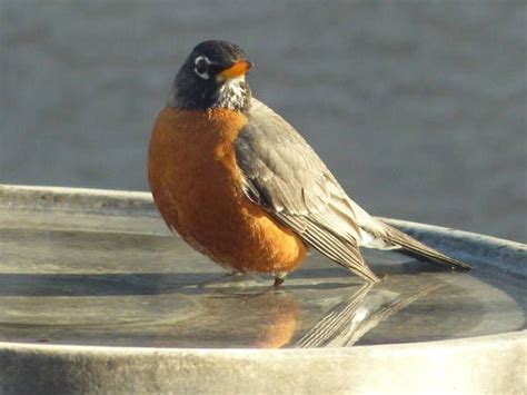 A Bird Sitting On Top Of A Metal Bowl