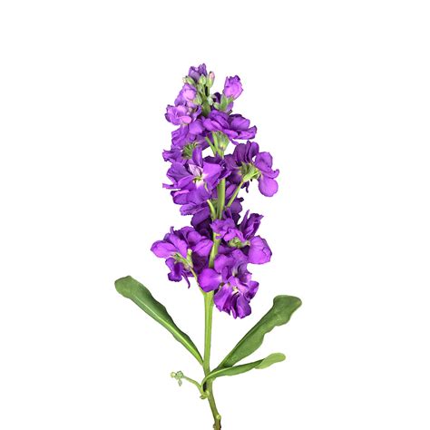 Find & download free graphic resources for purple flower. Stock, Purple | Metro Flower Market