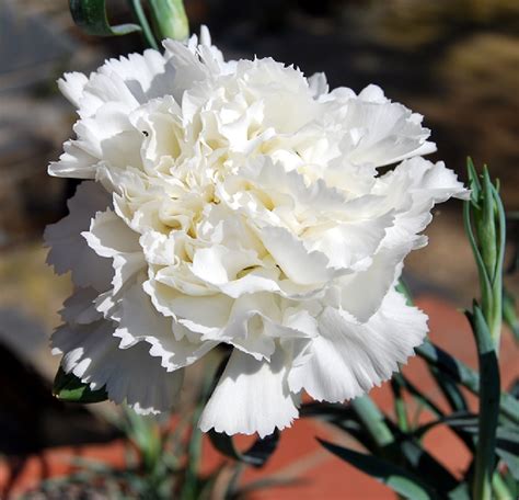 Fotos De Flores Claveles De Varios Tipos Y Colores