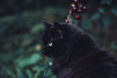 Cute Black Cat 5k Retina Ultra Hd Wallpaper Background Image