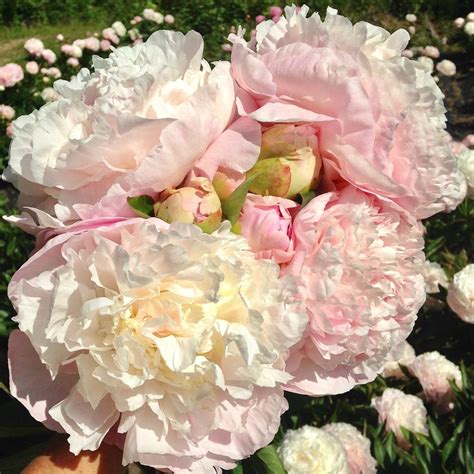 Perfect Fragrant Blush Peony Mothers Choice Wedding Flowers