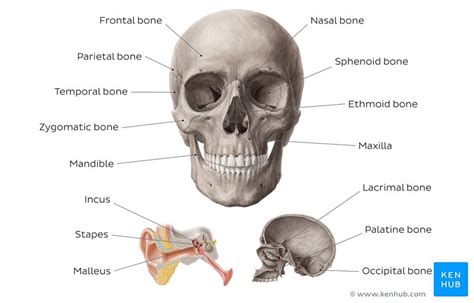 The 8 cranial bones are the frontal, 2 parietal, occipital, 2 temporal, sphenoid, and ethmoid bones. Head and neck anatomy: Structures, arteries and nerves ...