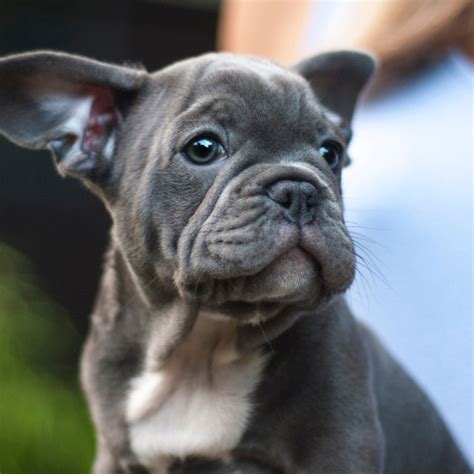 69 French Bulldog Under 1000 Photo Bleumoonproductions