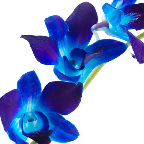 Blue Dendrobium Orchids Orchids In Bulk
